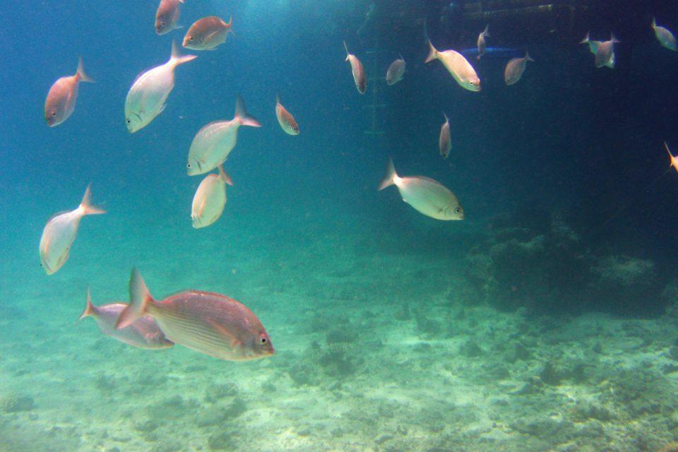 Red Bream