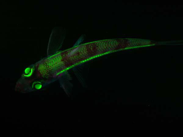Greeneye fish