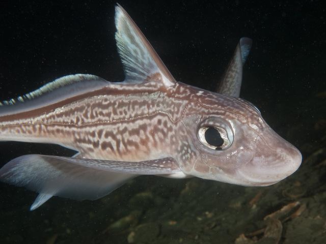 Chimaera