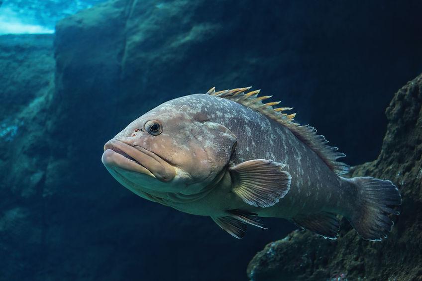 Wreckfish