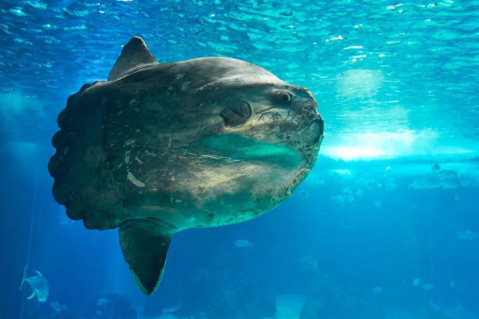 A mola mola soaks up the sun