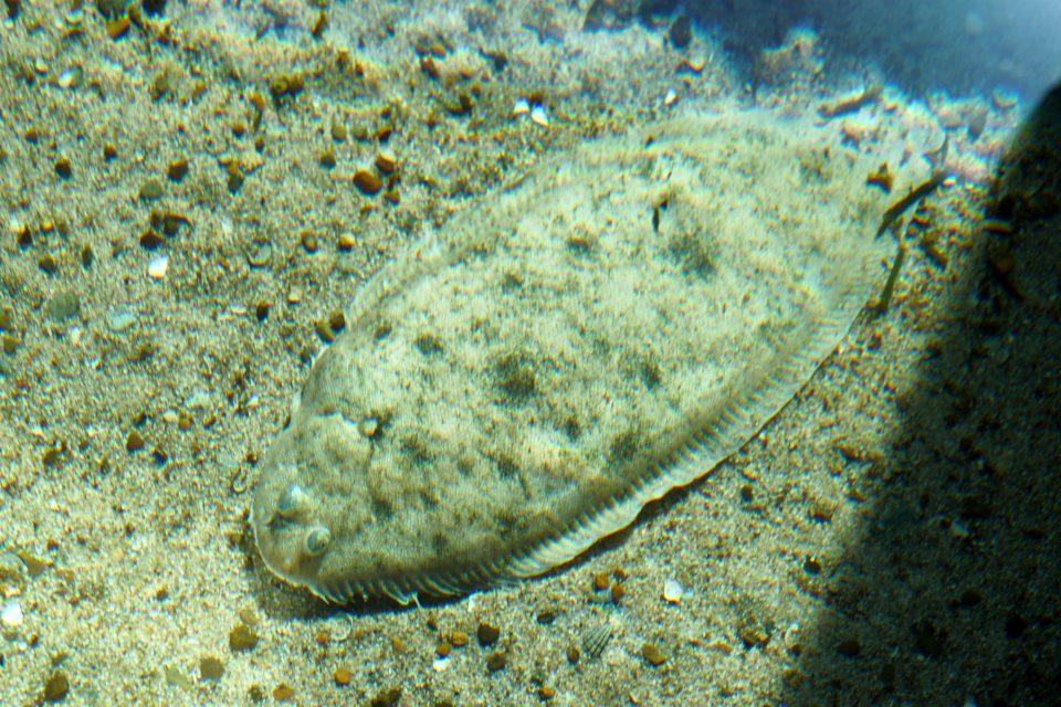 Flatfish (sole)