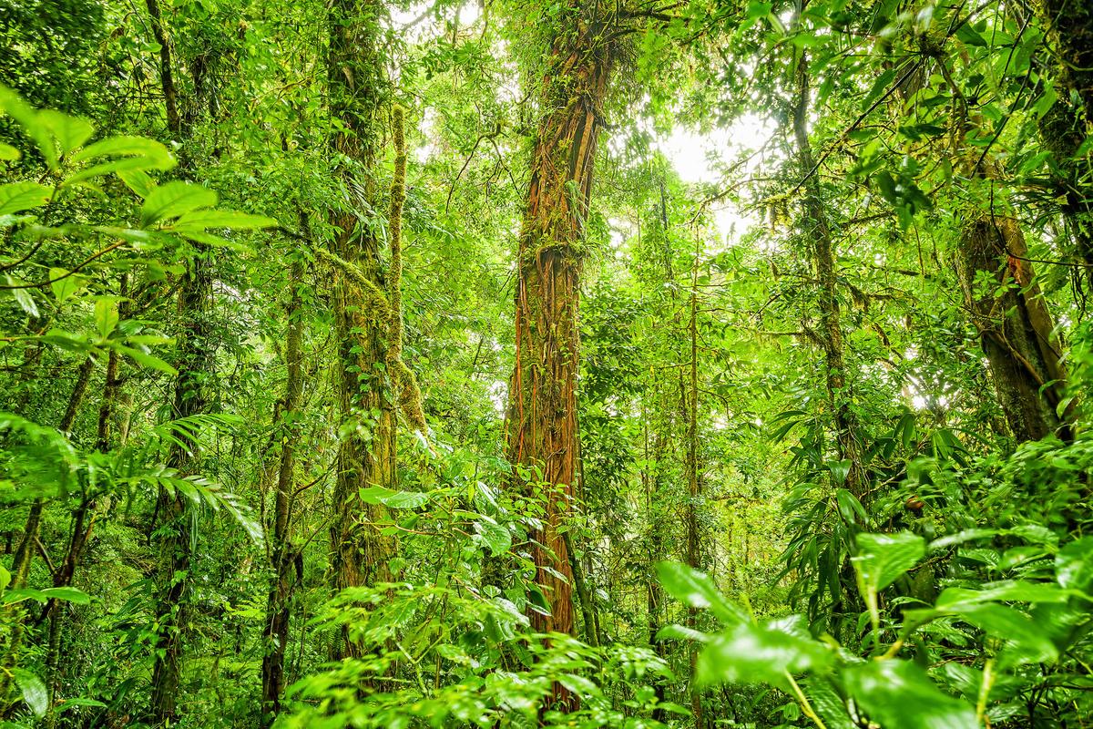 2016/08/rainforest-jungle-plants_1big_stock.jpg