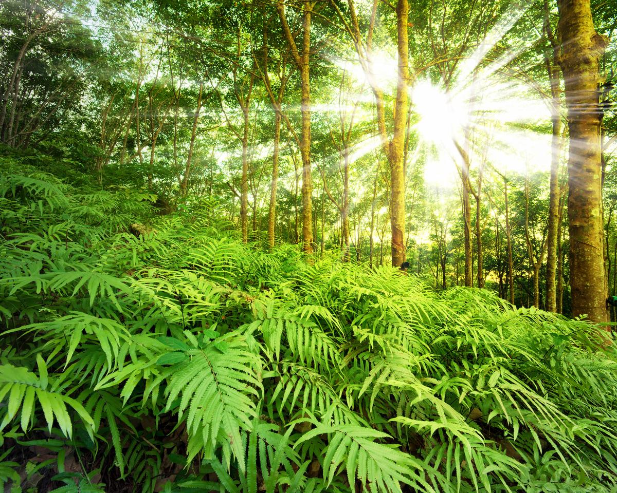2016/08/plants-ferns-forest_1big_stock.jpg
