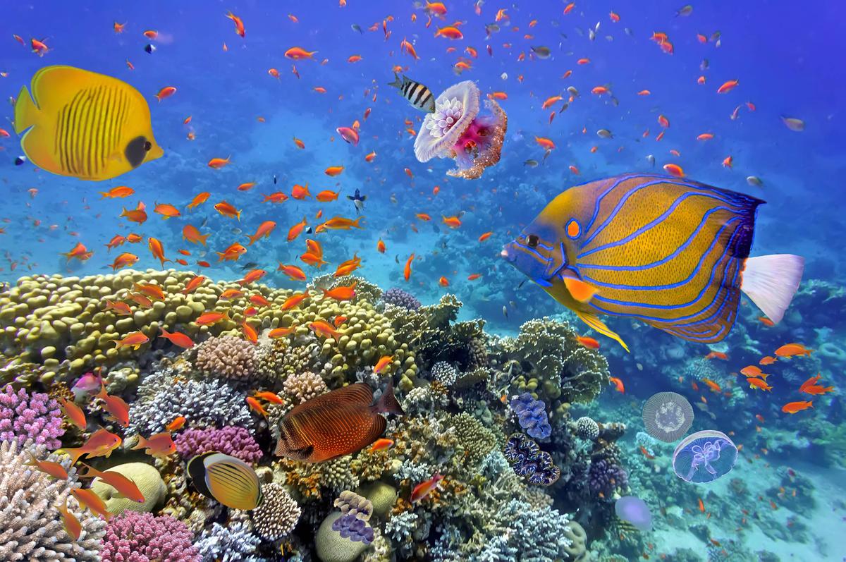 Study: Ocean acidification harming coral reefs in the Florida keys