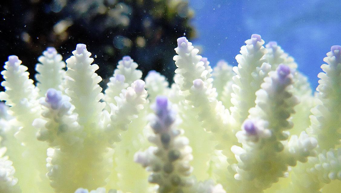 The true impact of coral bleaching in the Great Barrier Reef