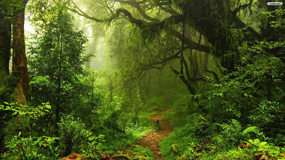 Model predicts how forests will react to climate change