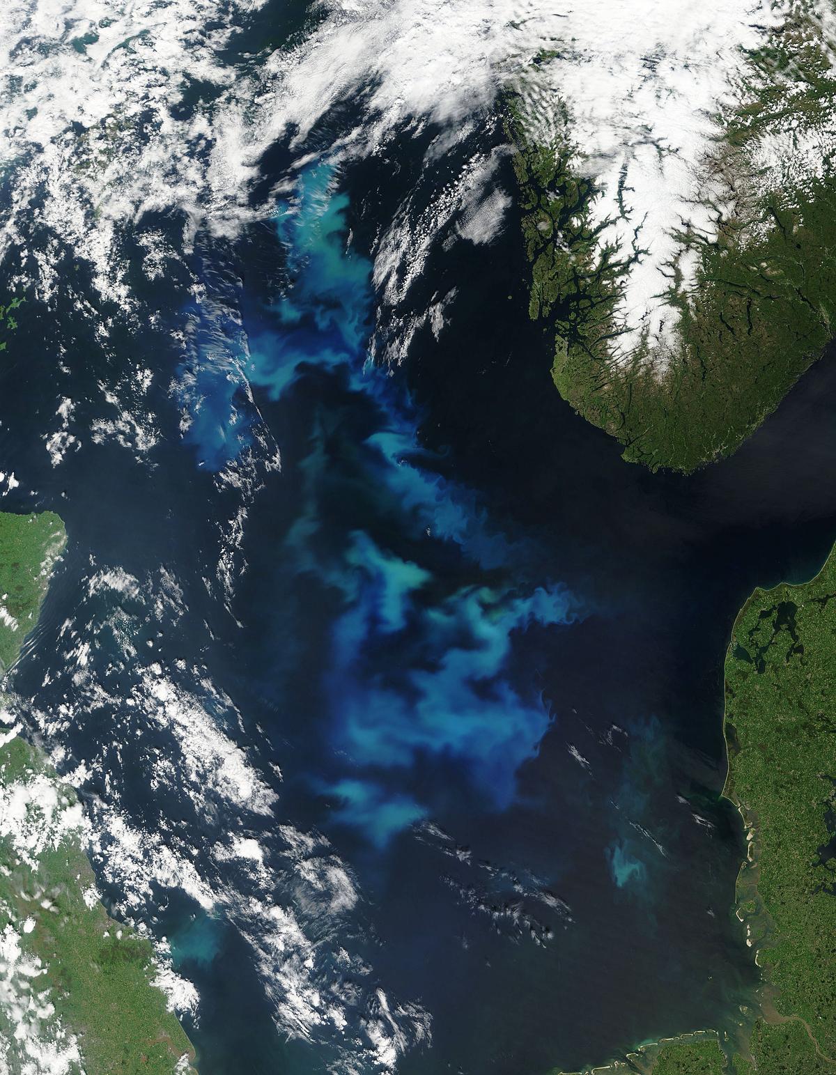 Ocean currents push phytoplankton and pollution rapidly across the planet