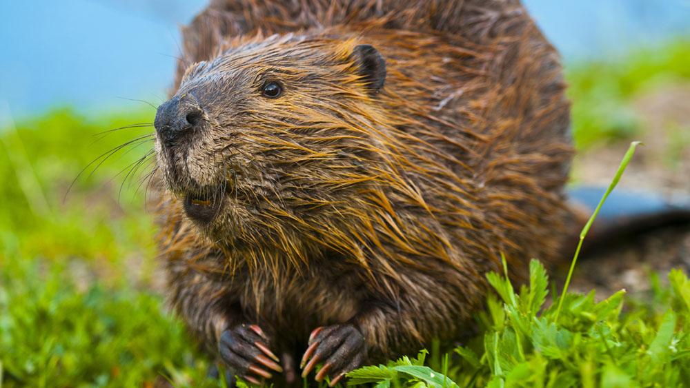 A Toxic Downside To Saving Beavers