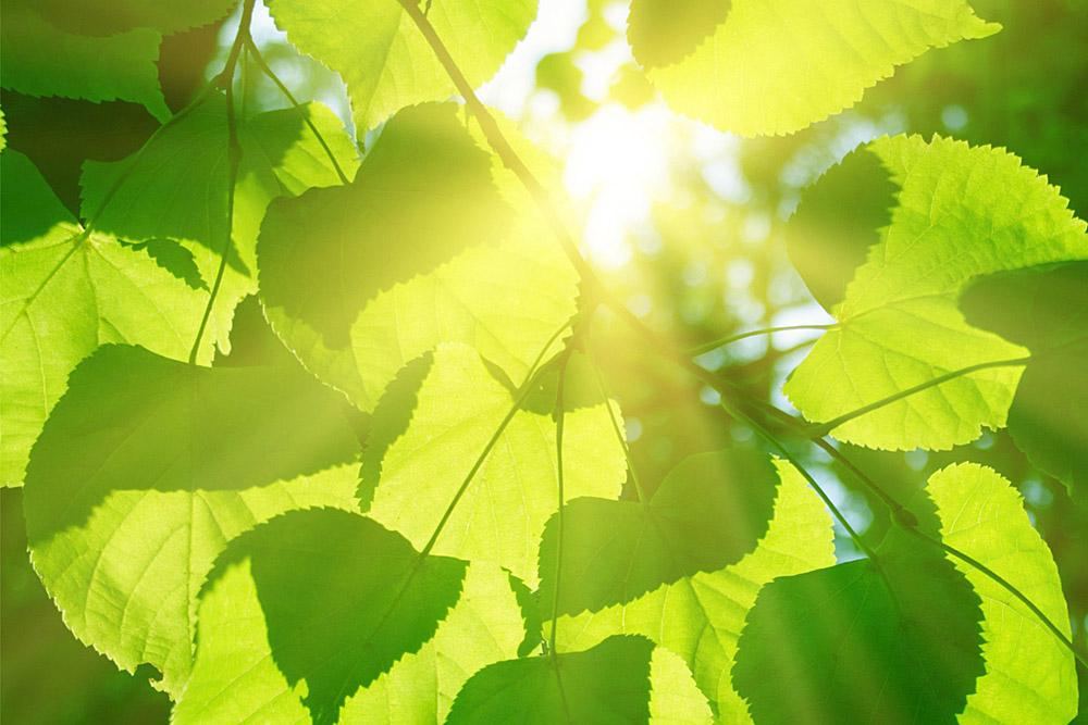 OCO-2 Measures Plant Photosynthesis