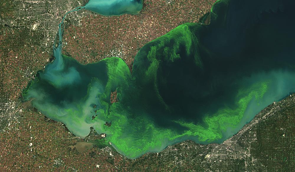 The Good And Bad Qualities Of Algae