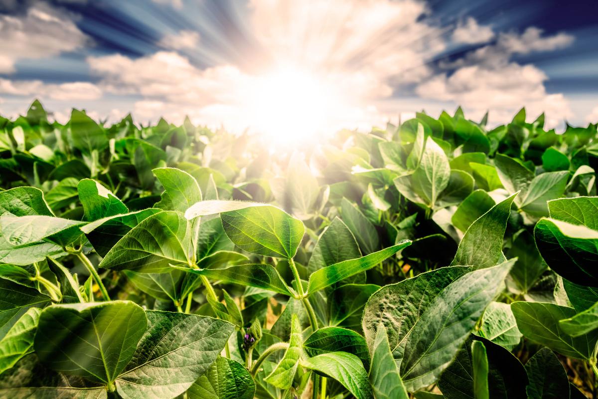 Higher CO2 in the atmosphere makes crops more susceptible to drought