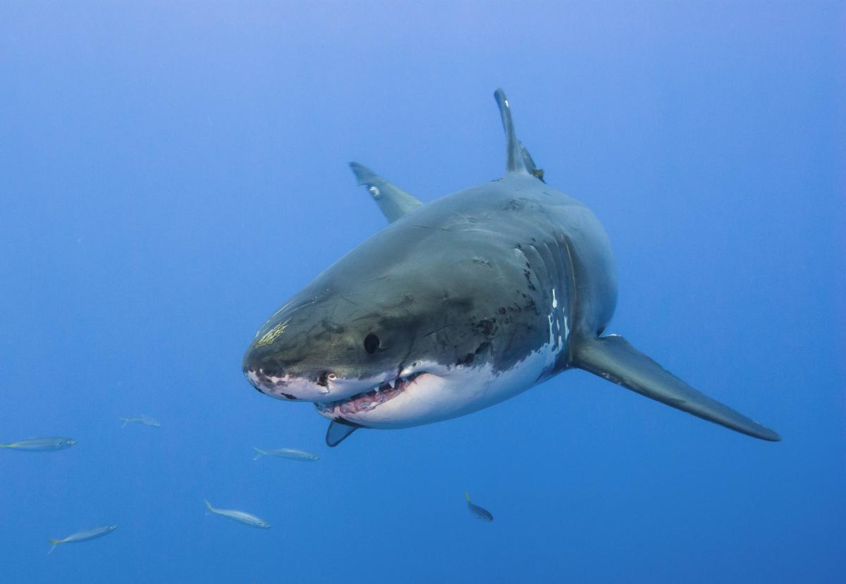 How do sharks use their teeth when they bite?