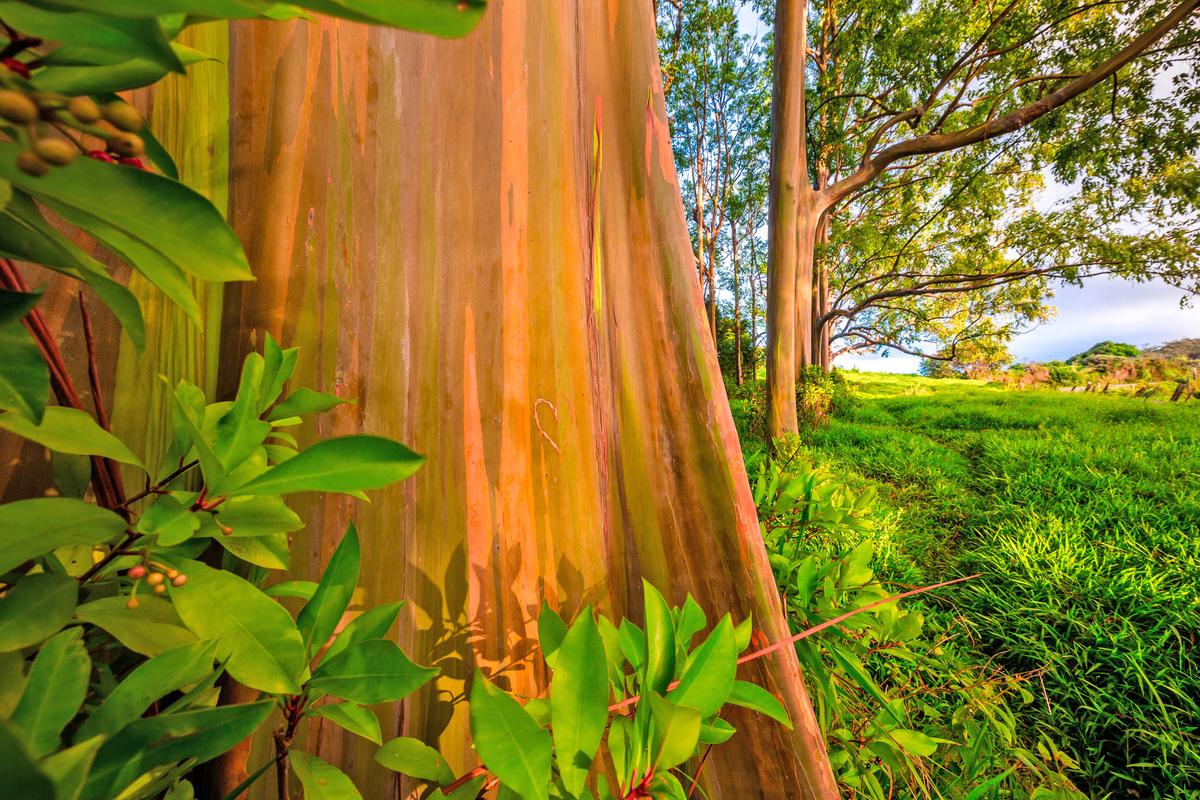 Making fuel from gum trees can dramatically reduce jet fuel pollution