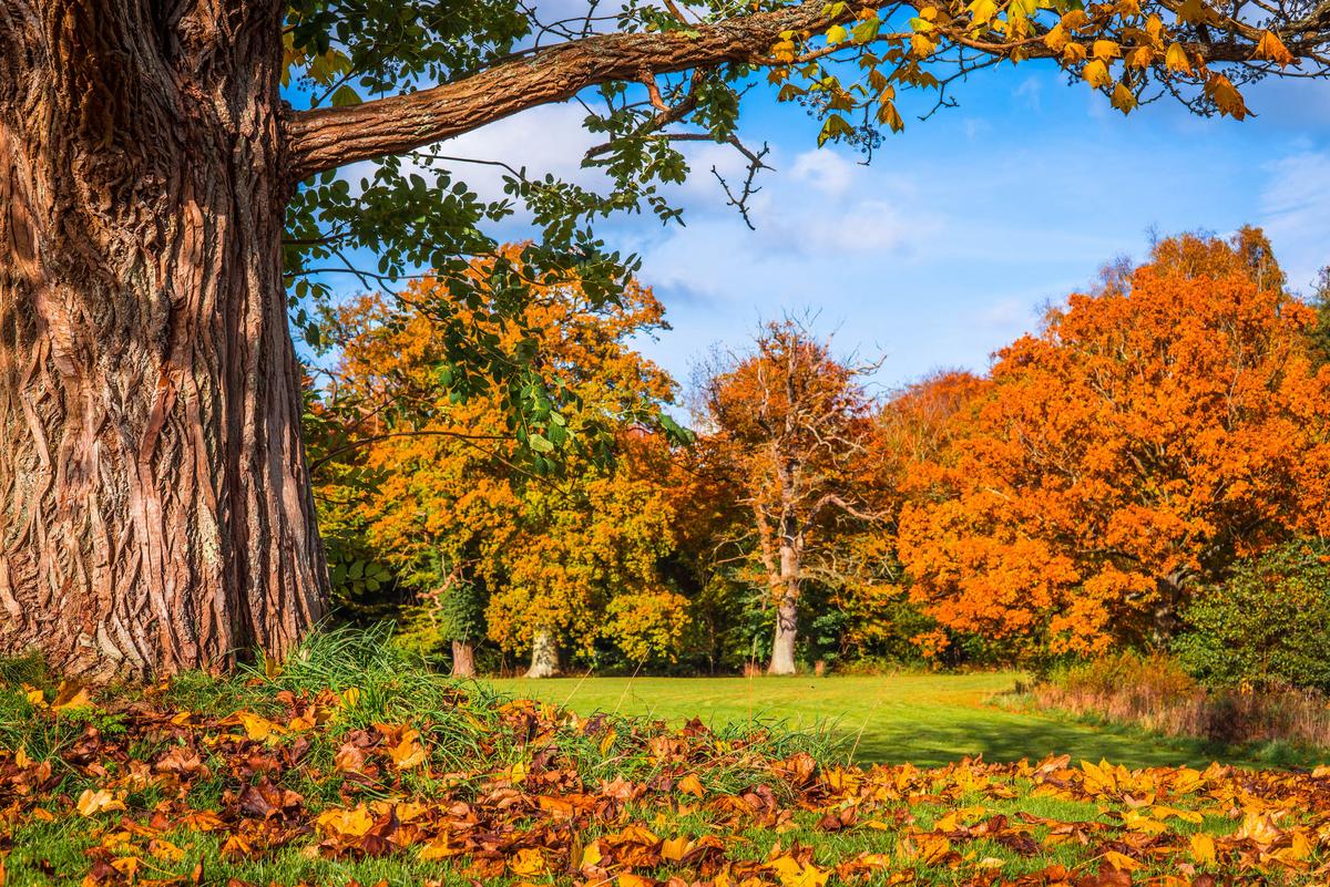 2016/09/trees-autumn-leaves_1big_stock.jpg