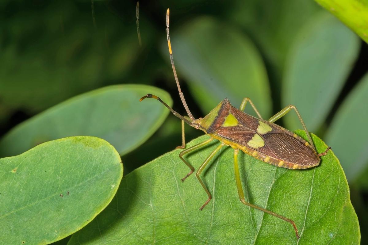 Insect battles provide keys to animal evolution