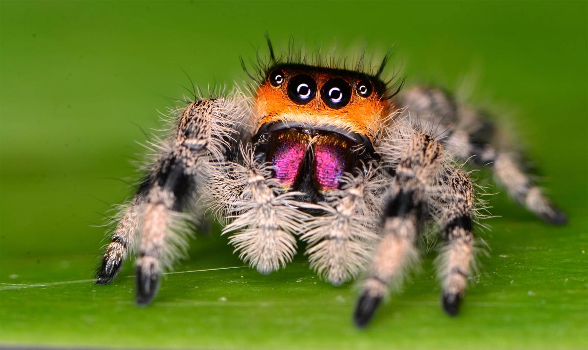 Spiders can hear over great distances