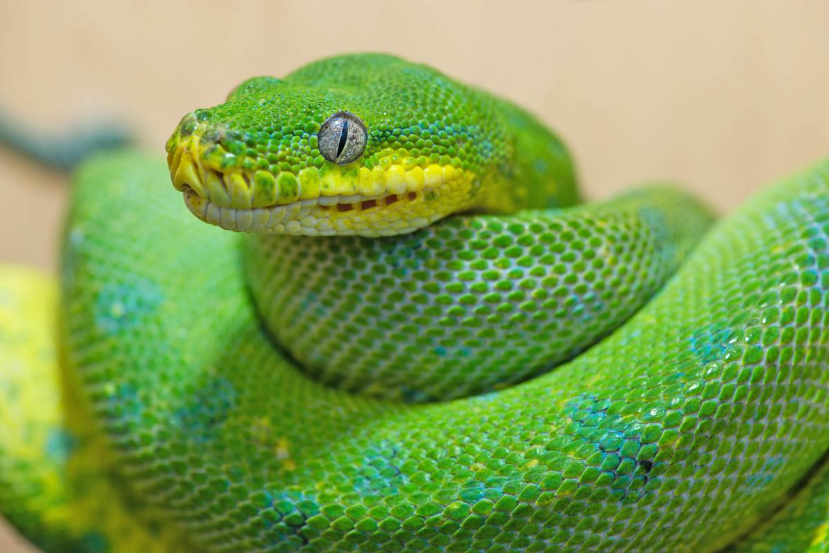 How did snakes lose their legs?