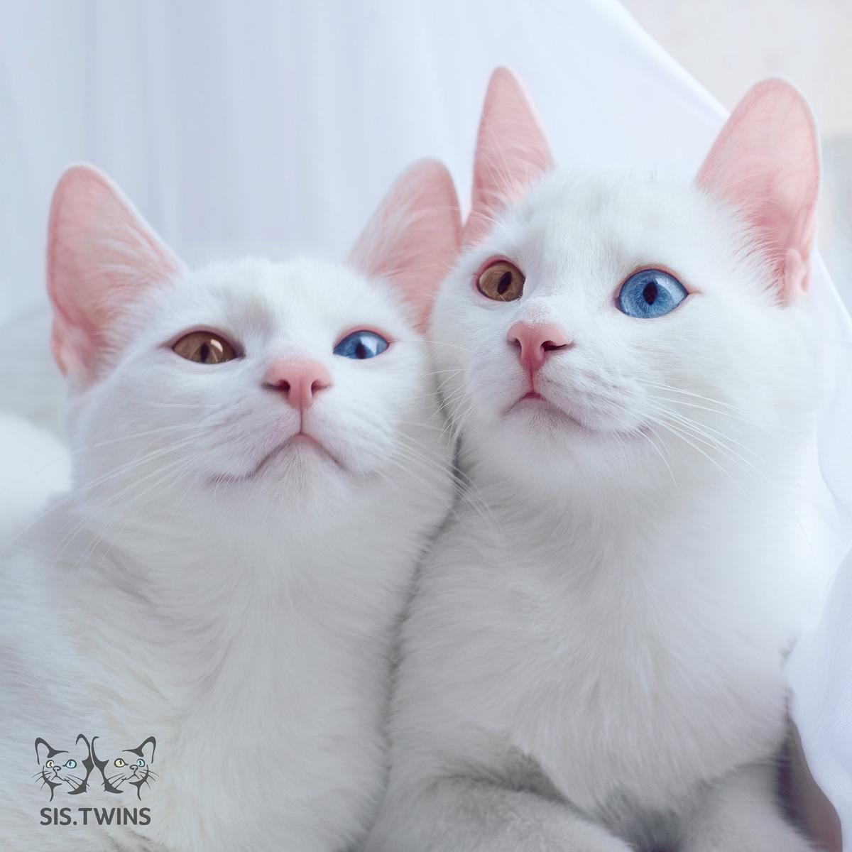 2016/10/sistwins.jpg