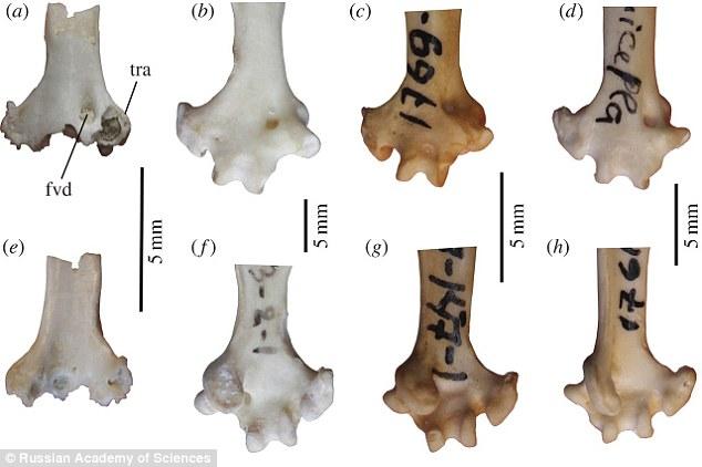 2016/10/parrot-fossils.jpg