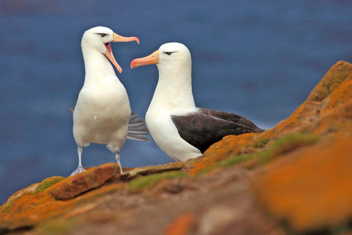Albatross research suggests conservation methods