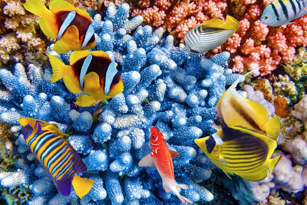 2016/11/tropical-fish.jpg