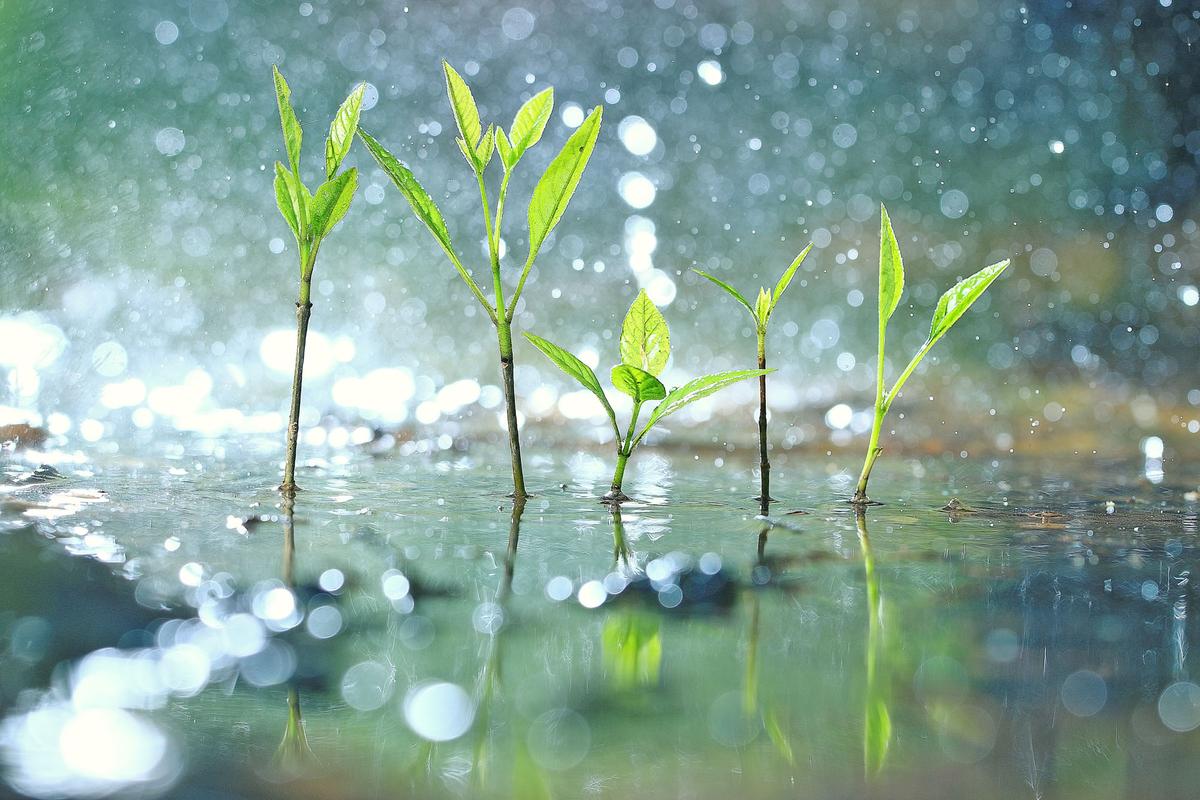 Bacteria can make it rain