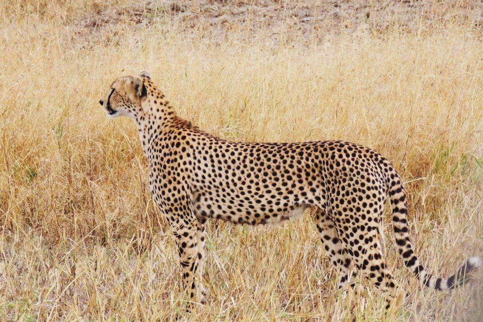 Acinonyx jubatus