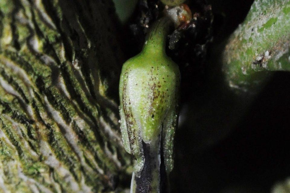 Isodendrion longifolium