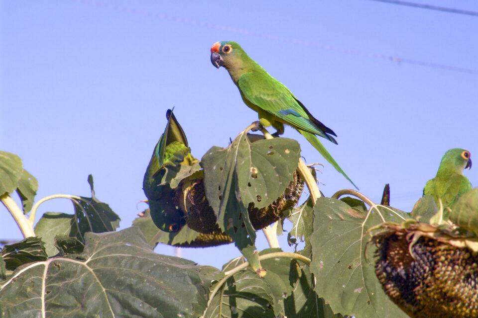 Amazona rhodocorytha