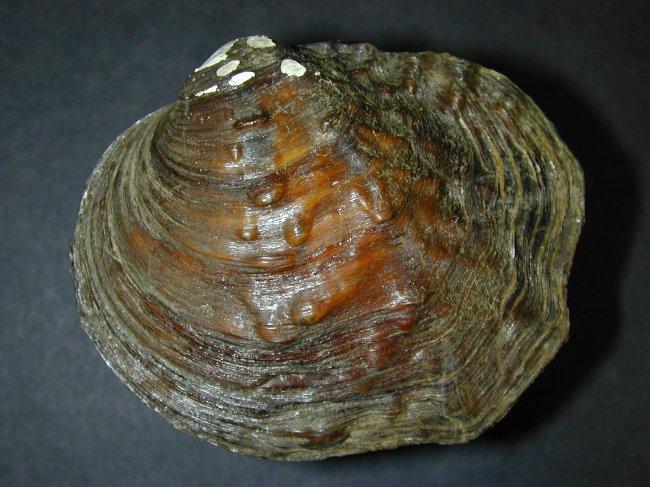 Quadrula fragosa