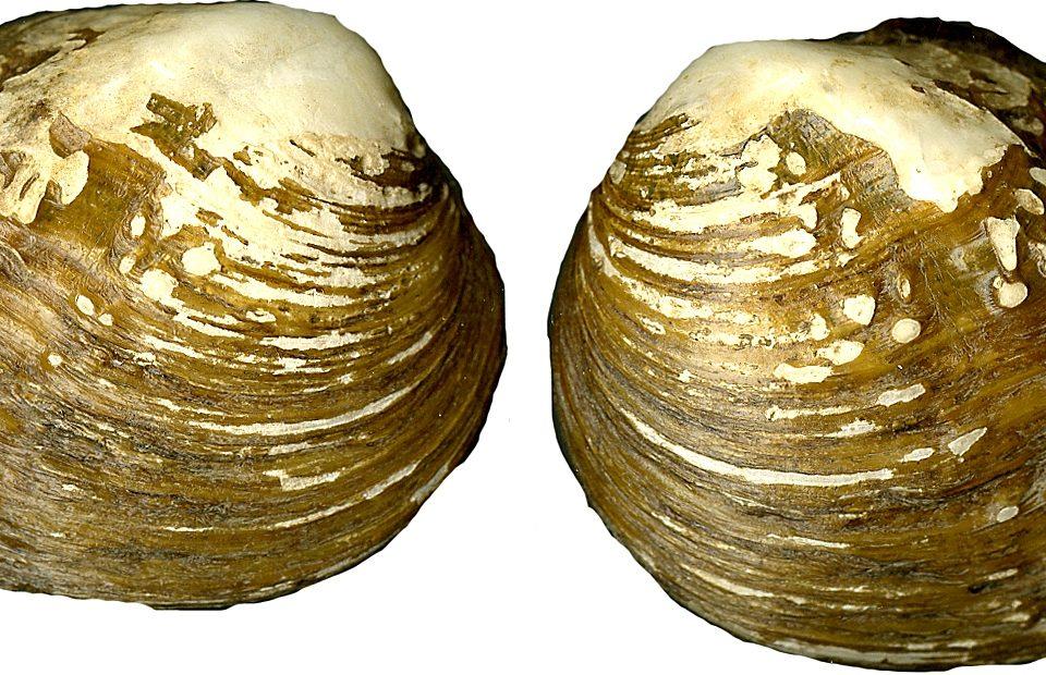 Quadrula sparsa