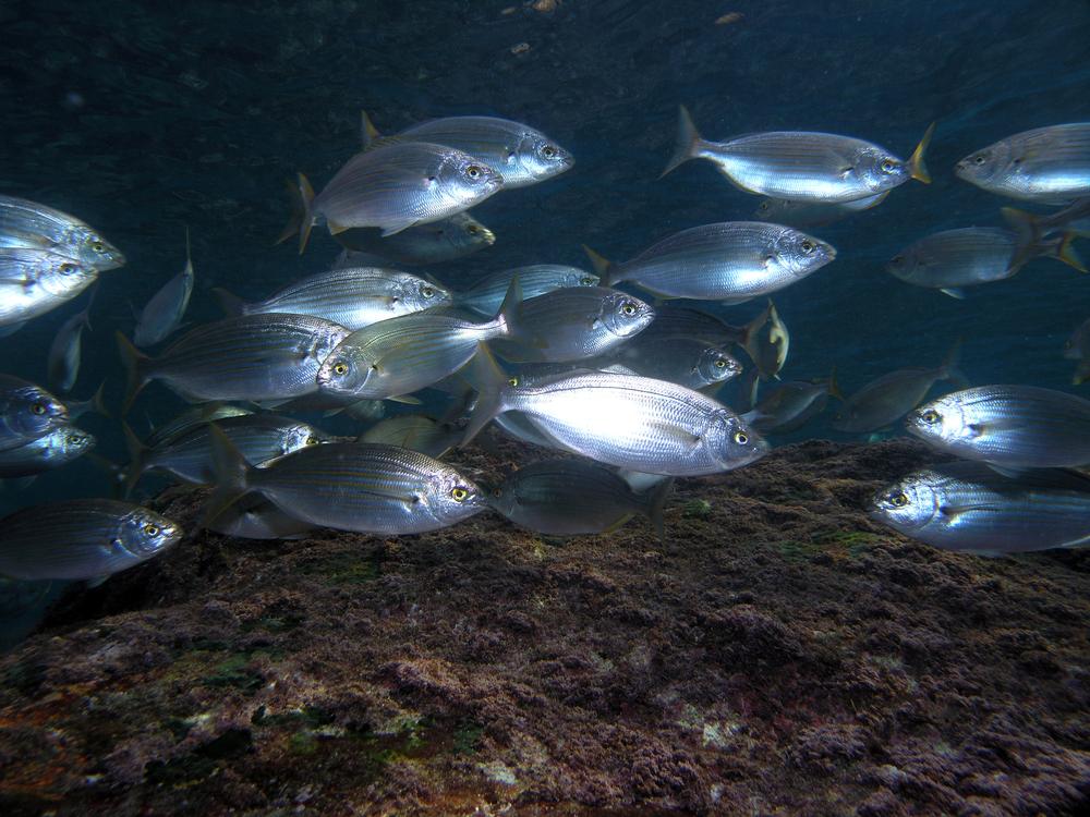 School of herbivorous fish in Hawaii