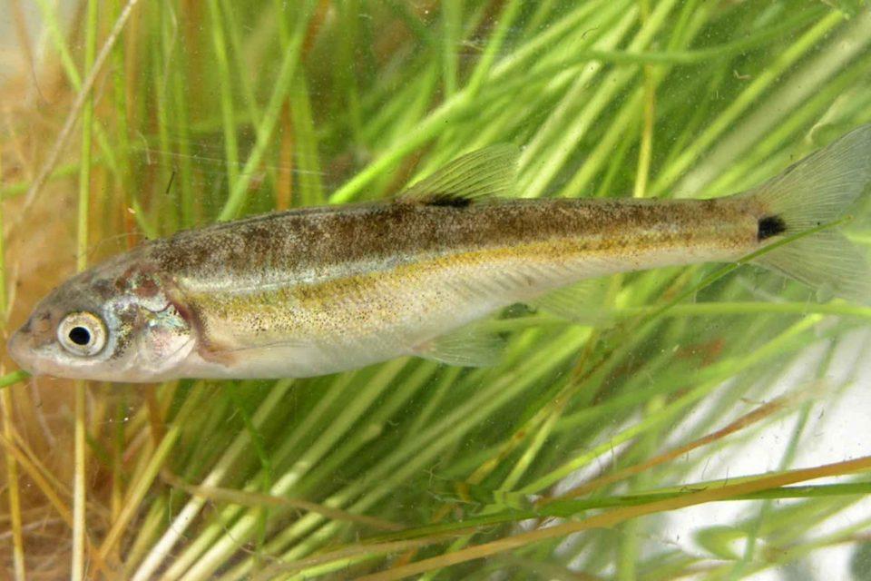 Moapa coriacea