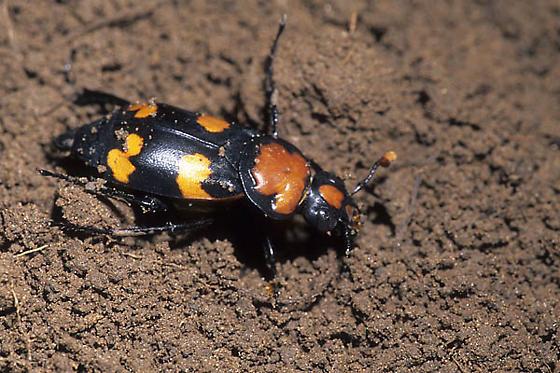 Nicrophorus americanus