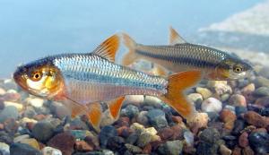 Notropis topeka (=tristis)
