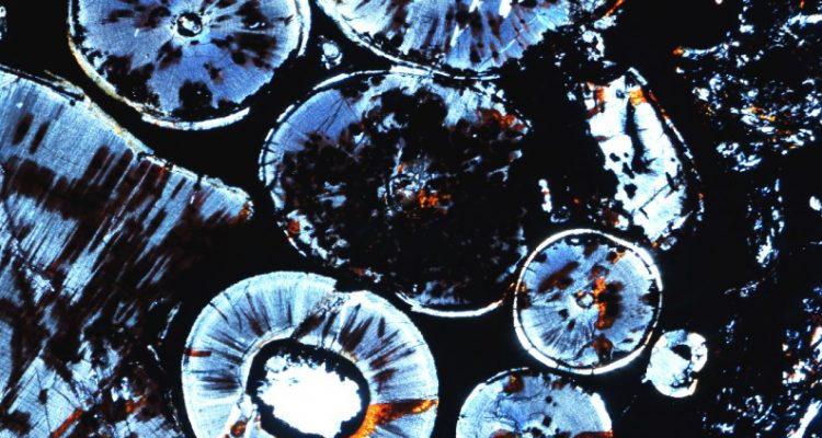 Oldest known odontoma tumor found in fossilized jaw