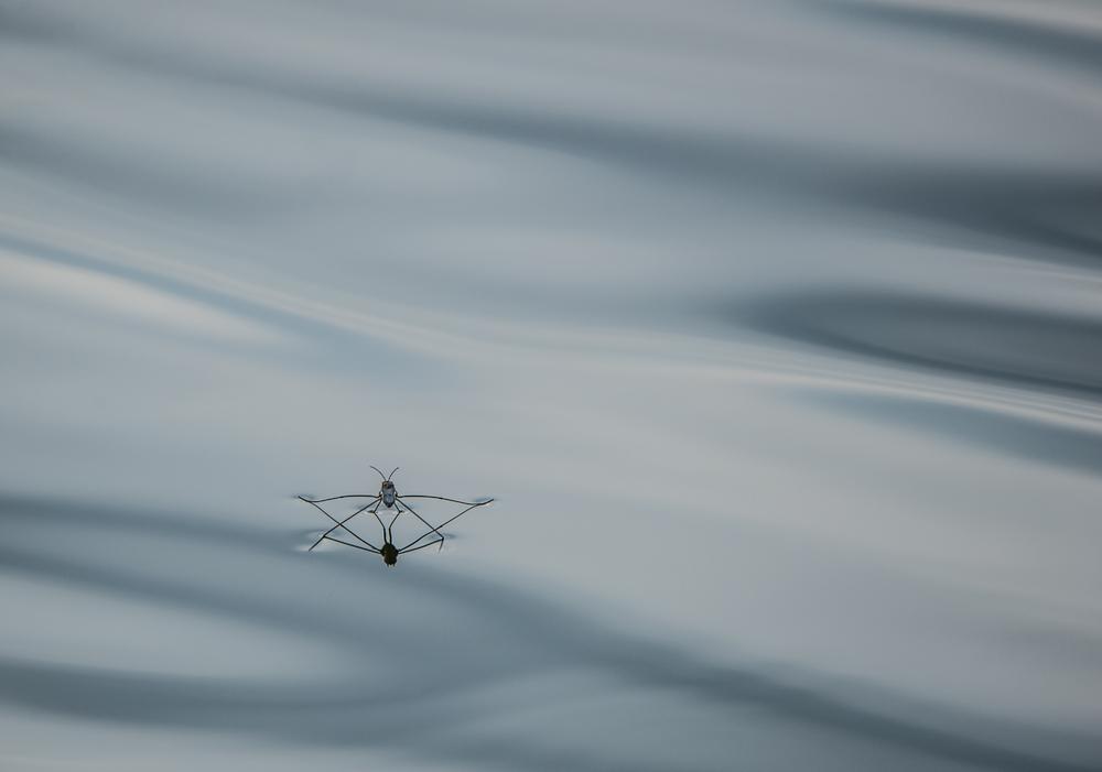 Amazing video of a jumping water strider