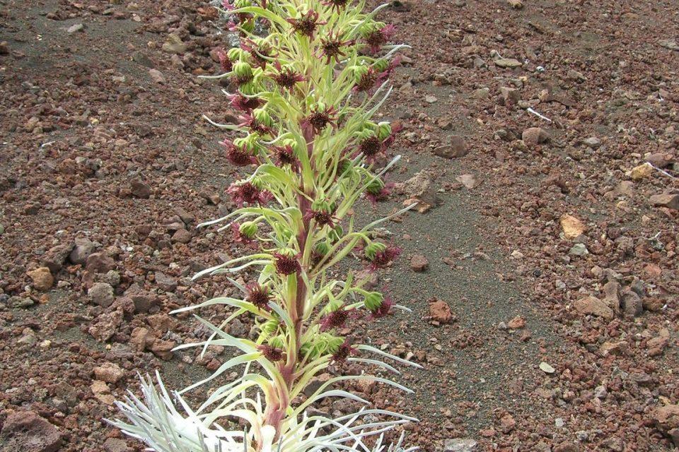 Argyroxiphium sandwicense ssp. macrocephalum