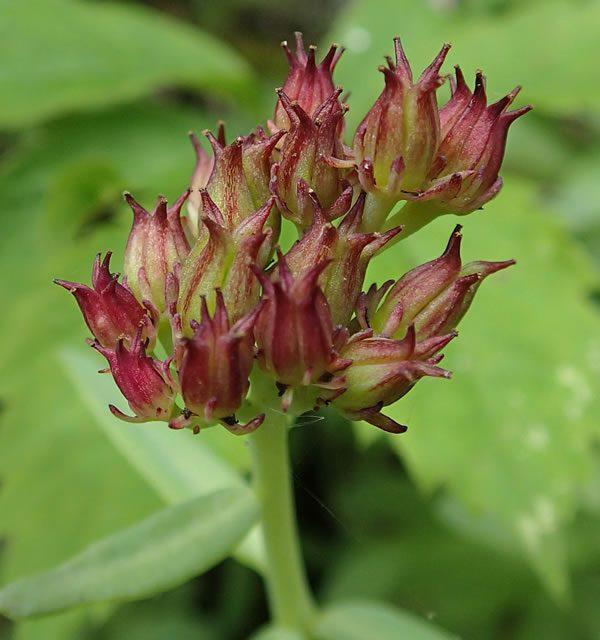 Rhodiola integrifolia ssp. leedyi