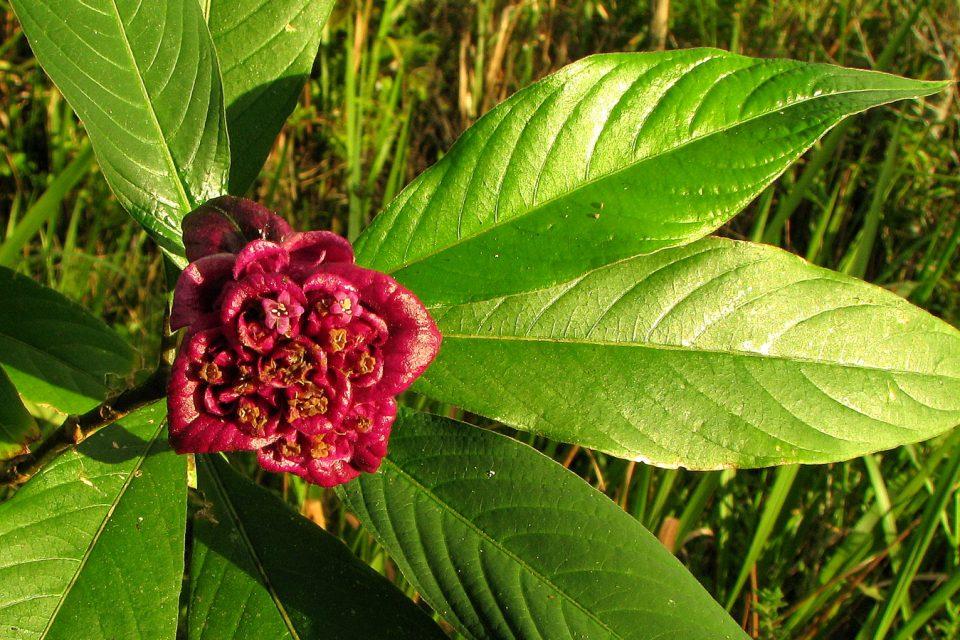 Psychotria malaspinae