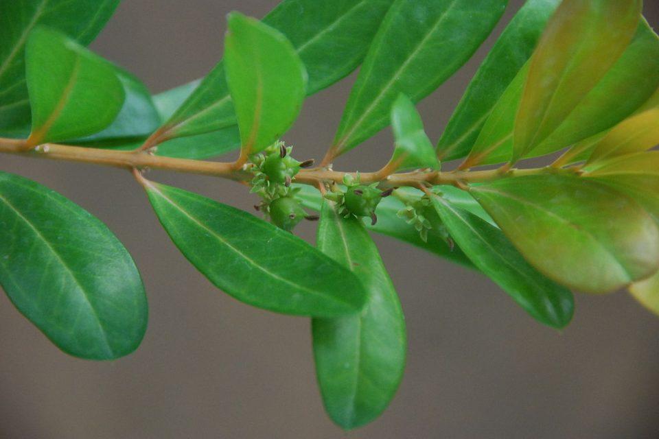 Buxus vahlii