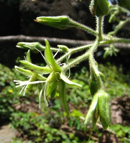 Schiedea verticillata