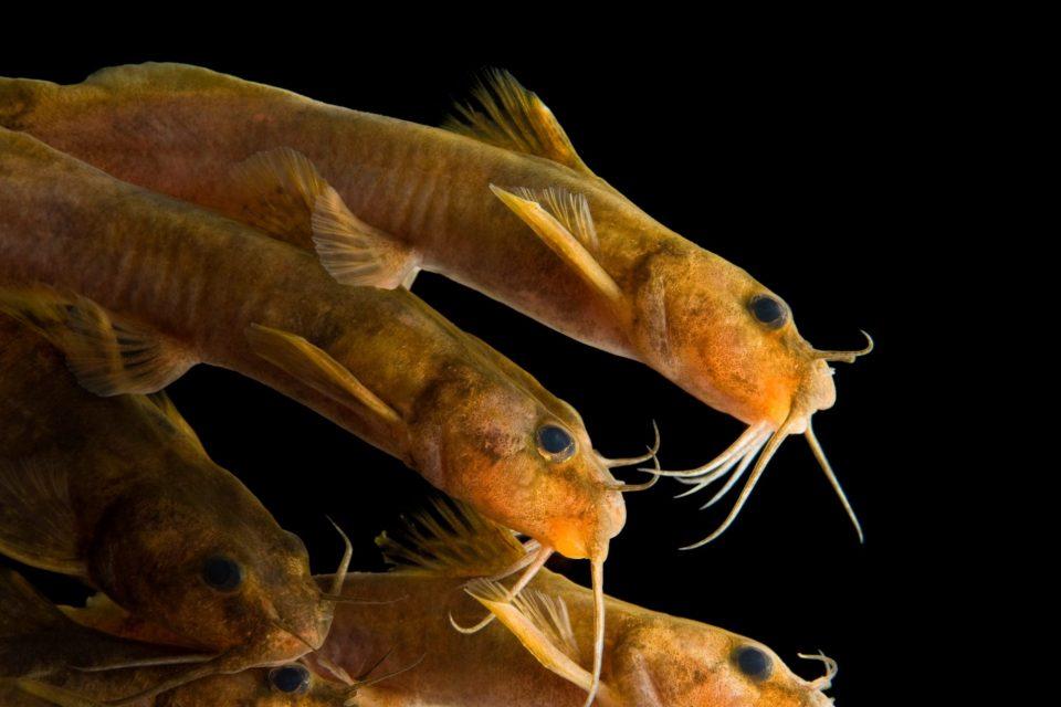 Noturus flavipinnis