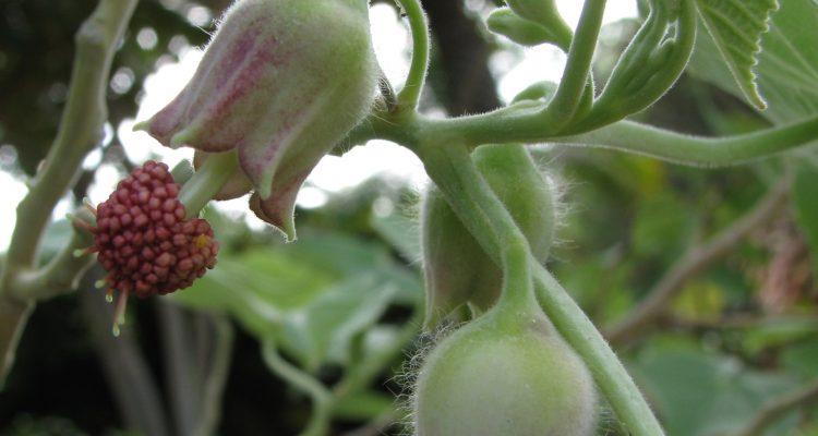Abutilon eremitopetalum