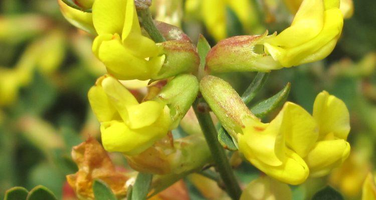 Acmispon dendroideus var. traskiae (=Lotus d. ssp. traskiae)