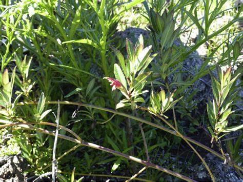 Stenogyne angustifolia angustifolia