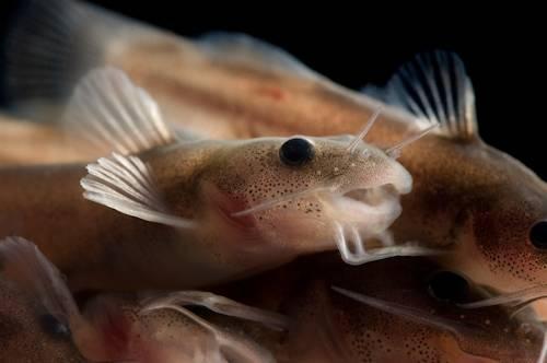 Noturus baileyi