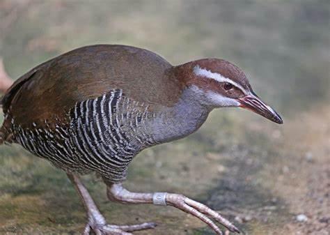 Rallus owstoni