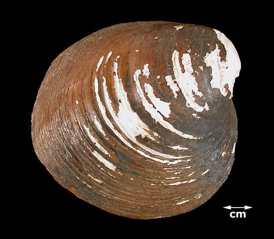 Obovaria retusa